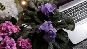 Промышленные сорта фиалок. Отличия от сортовых