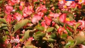 Наука 2 0  Аллергия