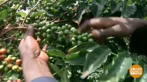 В мире. Урожай кофе. Доброе утро. Фрагмент выпуска от 16.04.2021