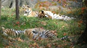 Tiger Cubs