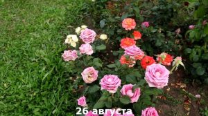 Розы, которые удивляют. Роза Аква и Роза Пич Аваланж. Rose Avalanche Peach and Aqua.
