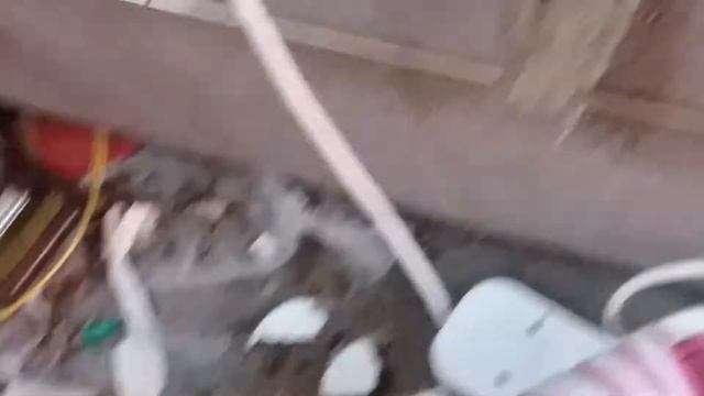 Наш новый питомец ДАЛМАТИНЕЦ. ИЩЕМ ЕМУ ХОЗЯИНА