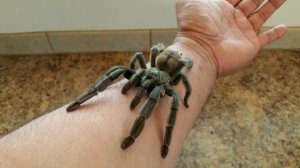 The beautiful Trinidad chevron Tarantula (Psalmopoeus cambridgei)