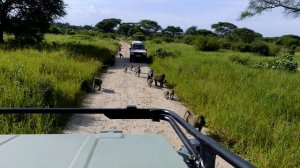 Сафари тур в Танзанию ? Парки: Серенгети, Нгоронгоро, Тарангире