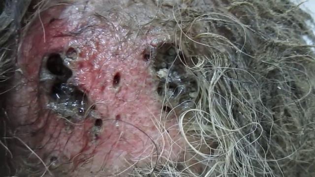 The maggots in the wound the dog. Опарыши в ране у собаки.