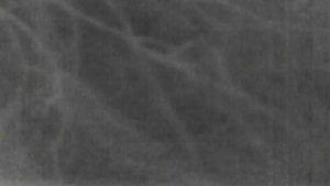 Куница в тепловизор