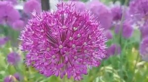 Purple Allium Giganteum Bulbs/Giant Onion
