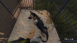 Dayz Mod питомец | Как приручить собаку?