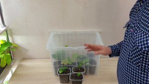 как сохранить саженцы крупнолистной гортензии зимой