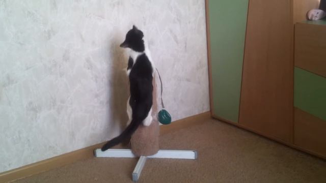 Кинконг разбушевался смотреть онлайн