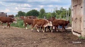 Путешествие Герефордов #герефорд #скот #перевозка #доставка #телки #ферма#дорога #путь#фермер #элит