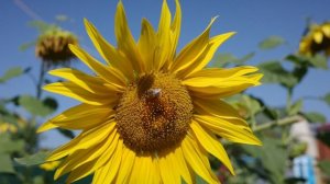 Ricoh GR IIIx, пример видеосъёмки