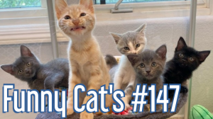 Смешные коты #147