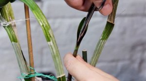 ЧТО ДЕЛАТЬ?! Куда бежать?! Чернеет молодой  рост или лист у каттлеи!