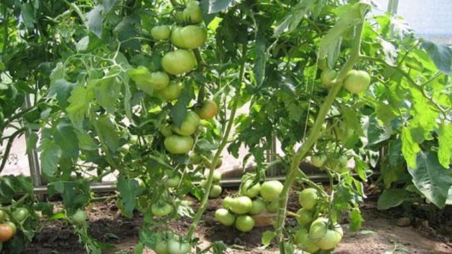 Характеристики и описание гибрида томатов Полбиг смотреть онлайн