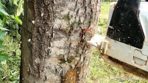 Аккумуляторная пила STIHL MSA 220 C