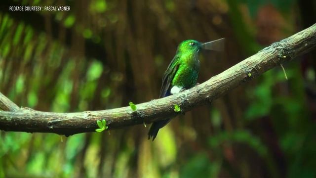 Birds Of The World | 20 | Sapphire-vented Puffleg | Eriocnemis Luciani | Hummingbird | Birds