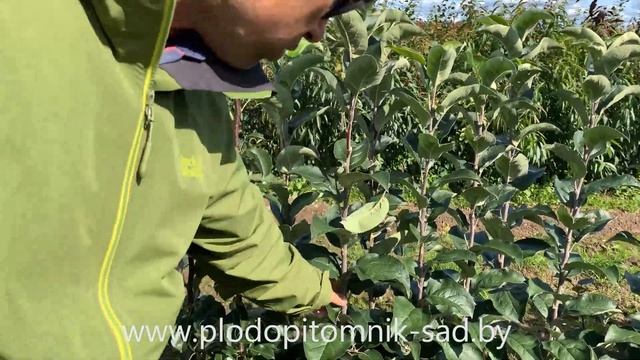 КОГДА САЖАТЬ яблони и груши ОСЕНЬЮ. Определяем готовность саженцев к продаже. смотреть онлайн