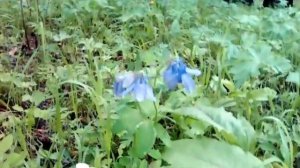 Краснокнижные цветы в тайге прибайкалья. | The Red flowers in the forest of the Baikal region.