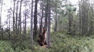 Медведь чешет спину. Кандалакшский заповедник