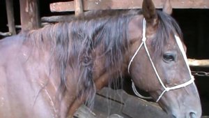 Косичка в гриве