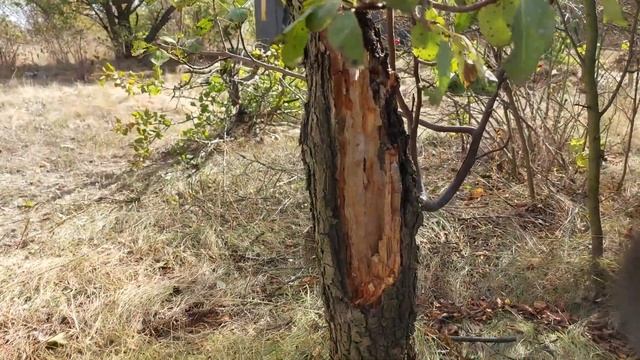 #18 ПРИШЛА ОСЕНЬ, ПОРА УБИРАТЬ НА УЧАСТКЕ смотреть онлайн