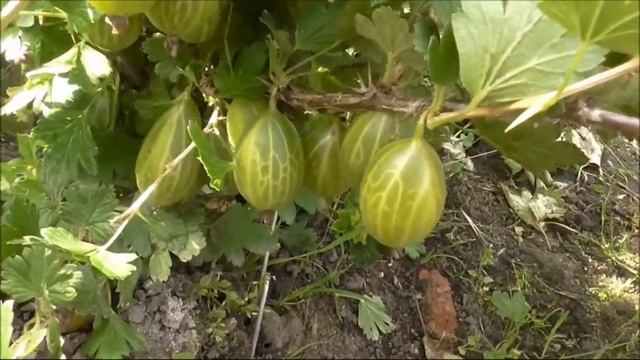 ЗЕЛЕНЫЙ БУТЫЛОЧНЫЙ снова удивляет.... Поговорим о нем и немножко о ТИКСИИ.... смотреть онлайн