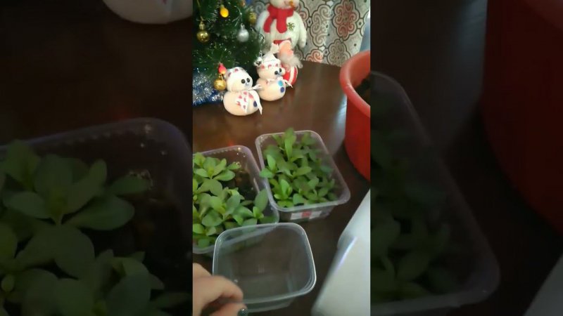Пикировка эустомы