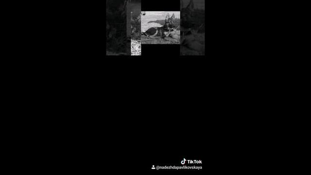 Граф Шутц Хунд смерть Мухтара смотреть онлайн