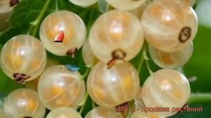 Смородина белая Уральская (ribes niveum) ? Уральская обзор: как сажать, саженцы смородины Уральская