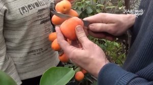 Как вырастить хурму дома. Сайт "Садовый мир"