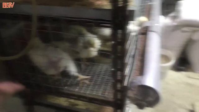 ВЫРАЩИВАНИЕ БРОЙЛЕРОВ С ПЕРВОГО ДНЯ И ДО УБОЯ!