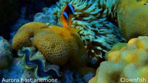Aurora host anemone (Heteractis aurora) and Red Sea clownfish (Amphiprion bicinctus)