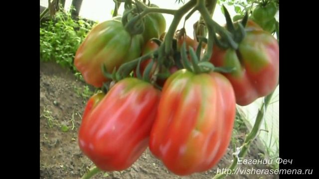 Сорт помидора Этуаль смотреть онлайн