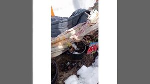 Как сохранить черенки туи на зиму.  Апрель 2021