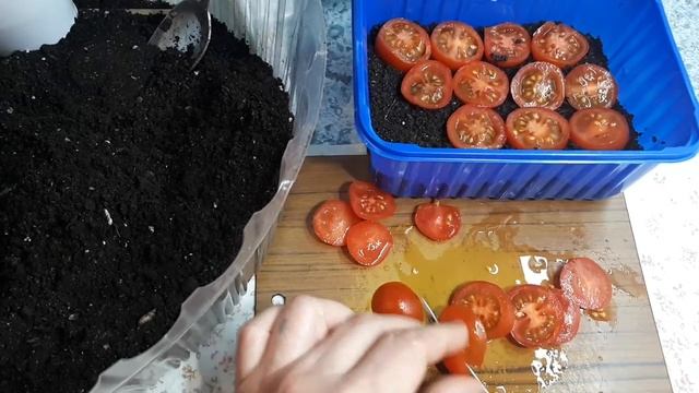 Как получить рассаду томатов из ООЧЕНЬ МЕЛКИХ семян смотреть онлайн