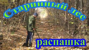 Нашествие на старинный лес Эквинокса 800 и XP ORX!! Коп с металлоискателем Эквинокс 800