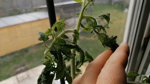 Томат Рубиновые бусы от агрофирмы Гавриш. Скручивание листвы рассады, советы и рекомендации смотреть онлайн