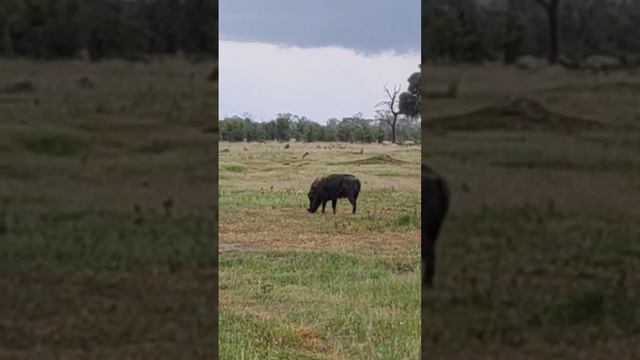 Кабанчик бородавочник в Африканской саванне резвится у водопоя. За ним наблюдают львы