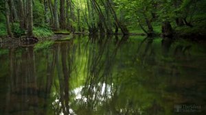 пение и звуки птиц и скворца возле воды в хорошем качестве слушать для сна и детей бесплатно онлайн