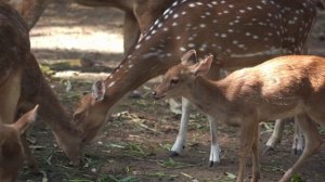 Universe of animals, amazing and common animal sounds звуки животных расслабление