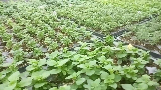 Евро маточник однолетних для Рассадного БИЗНЕСА  ? . Как ухаживать? смотреть онлайн