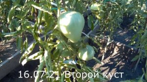 Томат Сердце буйвола. 2021 Томаты в открытом грунте.