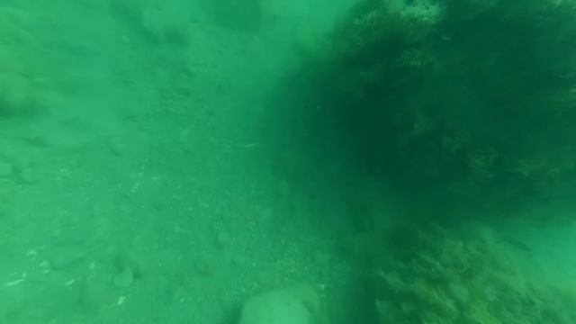 Морская флора и фауна