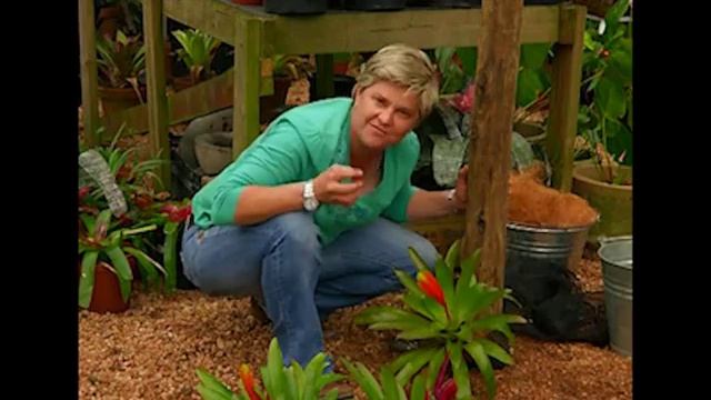 Building a Bromeliad Tower смотреть онлайн