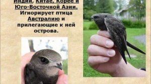 Чёрный стриж - птица 2014 года