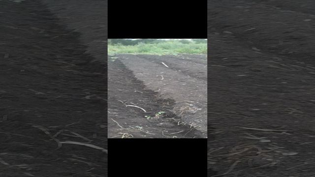 Делаю бугры для клубники