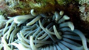 Арлекины креветки