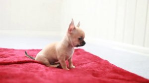 Щенок чихуахуа №1 Питомник Апирина Мексикано