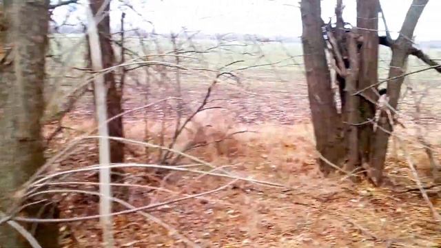 Заяц из под гона смотреть онлайн